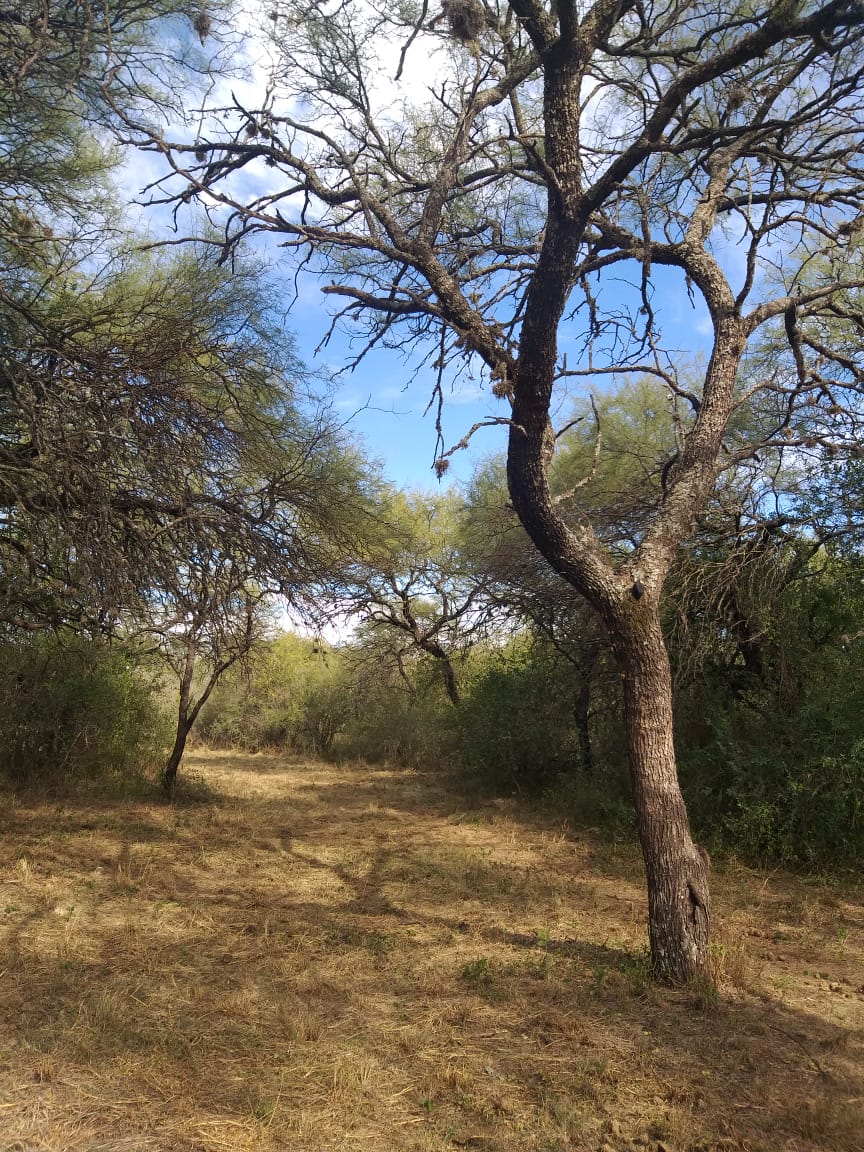 1 HECTAREA EN PIEDRA BLANCA ABAJO | MERLO