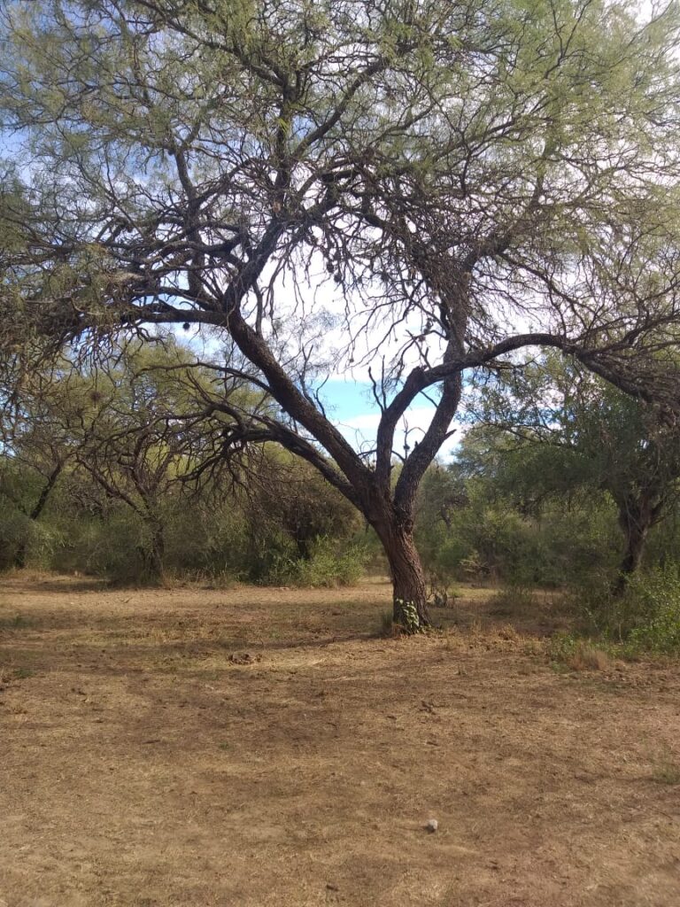 1 HECTAREA EN PIEDRA BLANCA ABAJO | MERLO