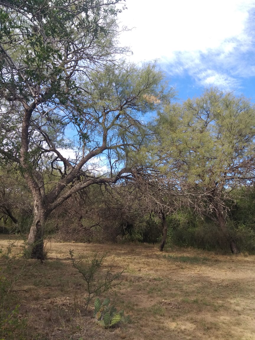 1 HECTAREA EN PIEDRA BLANCA ABAJO | MERLO